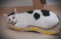 (제주.광주.목포) 7살 예쁜 코숏 분양합니다