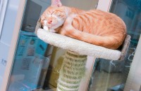 치즈태비 무료분양합니다