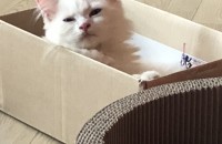 (부산)고양이 분양해요