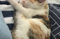 아기고양이 분양합니다 부산