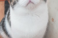 10개월 브리티쉬 8개월 먼치킨롱레그 분양합니다.충북청주