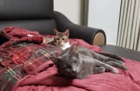 갓태어난 코숏 무료분양합니다