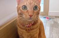 [부산•김해] 코숏 쫄보인 순한 냥이입니다^^