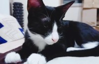 고양이무료분양합니다