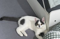 9개월 브숏 남아 새로운 가족 구합니다