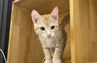 금동이의 가족을 찾습니다