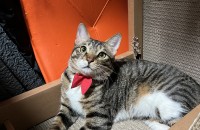 1년 안된 고양이 분양보냅니다.