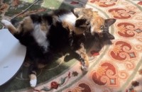 코숏 여아 3살 분양 중성화 유