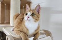 정말 이쁜 치즈 분양해요ㅜㅜ(나주)