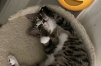 코숏 고양이 두마리