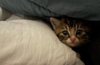 고양이 무료분양합니당[원주]