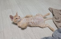 코숏 남아 2개월 분양합니다