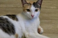 [서울/경기] 개냥이 원하시는 분!!강쥐 같은 사랑스러운 개냥이 다온이의 평생 가족 찾아요!