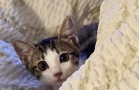 [서울/경기] 미모가 미쳤!!! 인형인줄 알았어요. 고양이가 아니라~