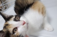 코숏 삼색 여아 무료 분양합니다~