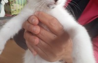 울산????막 태어난 코숏 고양이???? 무료분양✋데려가세요~