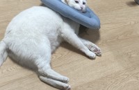 터키시앙고라 믹스 분양합니다