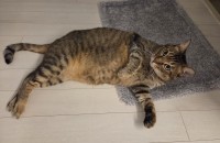 코숏 5살 남아 중성화완료 입양보냅니다.