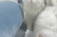 나폴레옹 페르시안 스코티쉬 분양합니다