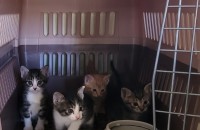 코숏 5월 1일생 무료분양해요