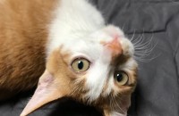 당진서 5~6개월 치즈냥이 무료분양합니다