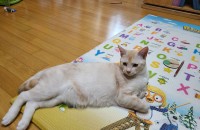 코쇼 무료분양합니다.