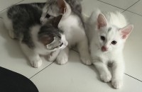 고양이 분양해용