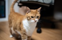 코숏 남아 분양입니다