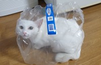 고양이 앙고의 평생 가족이되어주실분