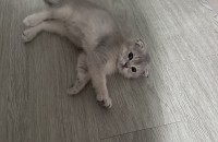 안녕하세요! 정말 사랑스럽고 예쁜 스코티시 폴드아기 고양이를 책임감 있는 분께 분양하려 합니다.
