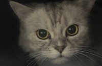 고양이 분양합니다