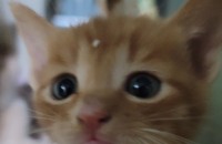 아기고양이 무료분양 합니다