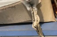 고양이무료분양합니다