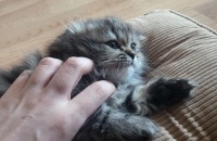 페르시안 아가냥입니다