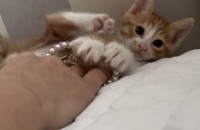 부산) 8주차 치즈 분양완료