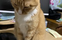 코숏 남아(중성화 완료) 분양합니다.