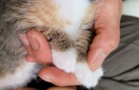 ㅣ개월 애기 고양이 분양합니다