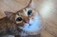 아비시니안 성묘 무료분양