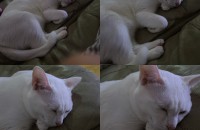 구미 고양이 무료 분양해요