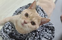 고양이 2마리 무료분양합니다