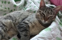 애교많은 순한 고양이 키우고 싶다하는 분 계실까요?