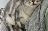 아메리칸숏헤어 고양이 무료 분양