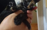 충북 제천시 아기고양이 분양합니다