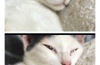 한살된 암컷고양이 무료분양 해요