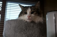 (인천시 서구) 노르웨이숲 1살 고양이 무료분양