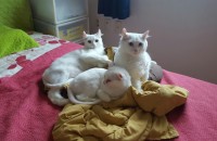 아메리칸컬