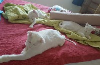 아메리칸컬 분양(청주) 글삭제안되서 다시올려요