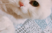 고양이 무료분양합니다.