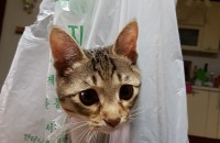 코숏남아 11개월 분양합니다..