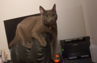 3살된 러시안블루 여아 분양합니다